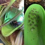 Tad Pool –Dark Green Cup Set  Suction