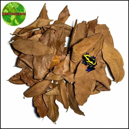 Reptiscape - Vacapaleta Leaves – Cows Ears Leaves - 20gm