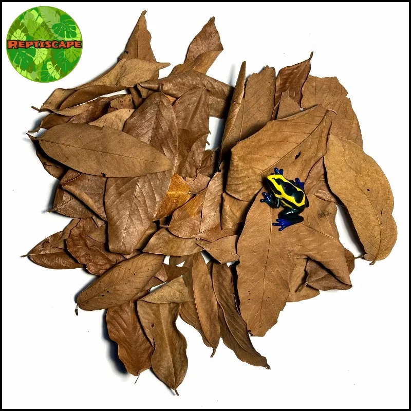 Reptiscape - Vacapaleta Leaves – Cows Ears Leaves - 20gm Reptiscape - Vacapaleta Leaves – Cows Ears Leaves - 20gm