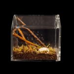 Tarantula Cribs - Canopy Mini 3"