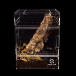 Tarantula Cribs - Medium Treehouse Switch- Clear Back - 6''x6''x8''