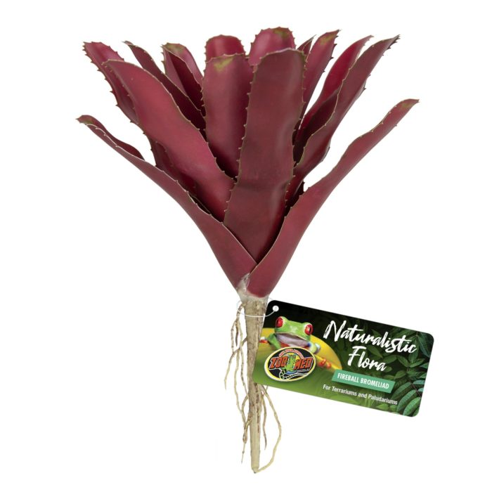 Zoomed Naturalistic Flora  - Bromeliad Fireball Zoomed Naturalistic Flora  - Bromeliad Fireball