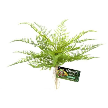 Zoomed Naturalistic Flora  - Lace Fern