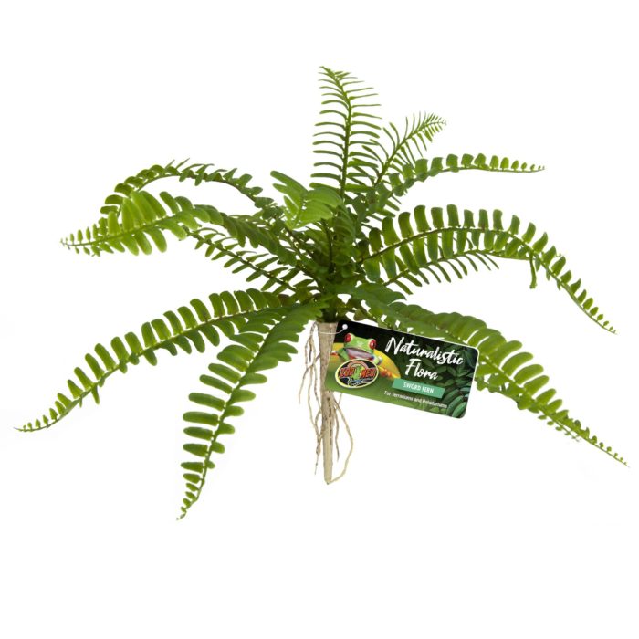 Zoomed Naturalistic Flora  - Sword Fern Zoomed Naturalistic Flora  - Sword Fern