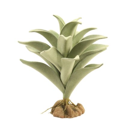 Zoomed Desert Flora – Silver Mullein