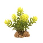 Zoomed Desert Flora – Burro's Tail