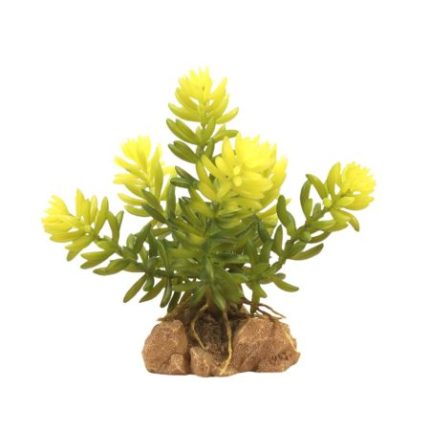 Zoomed Desert Flora – Burro's Tail