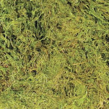 Zoomed - Terrarium Moss - 5 gal