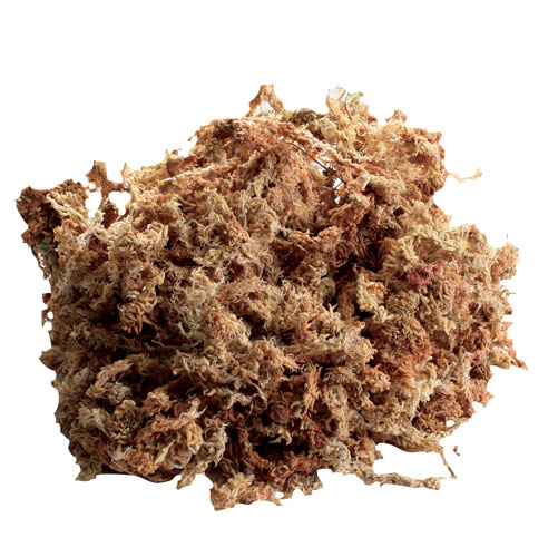 Zoomed - New Zealand Sphagnum Moss  - 0.33lb /150g Zoomed - New Zealand Sphagnum Moss  - 0.33lb /150g