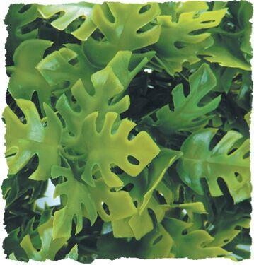 Zoomed Natural Bush Amazonian Phyllo