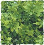 Zoomed Natural Bush Australian Maple