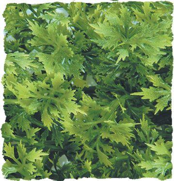 Zoomed Natural Bush Australian Maple
