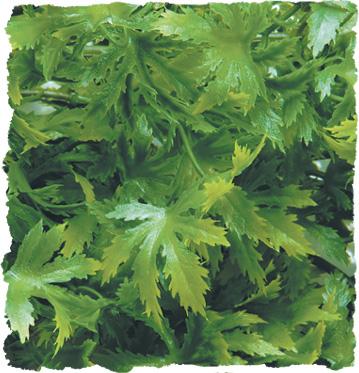 Zoomed Natural Bush Cannabis