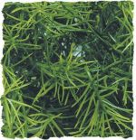Zoomed Natural Bush Cashuarina