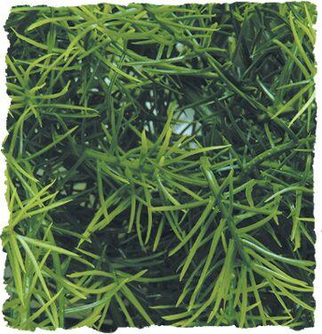 Zoomed Natural Bush Cashuarina
