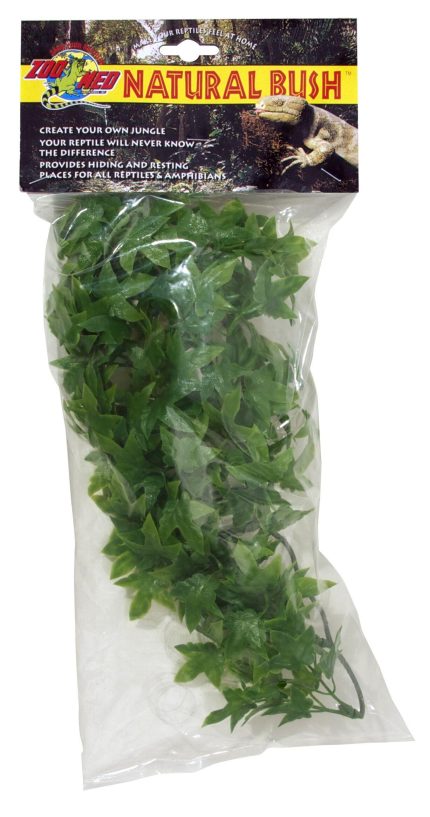 Zoomed Natural Bush Congo Ivy