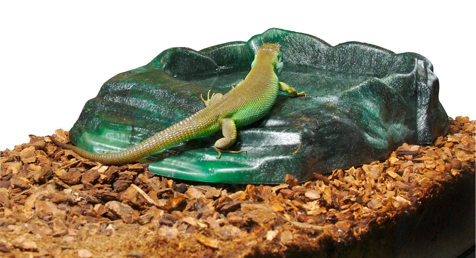 Zoomed Repti Rock  Ramp Bowls Zoomed Repti Rock  Ramp Bowls