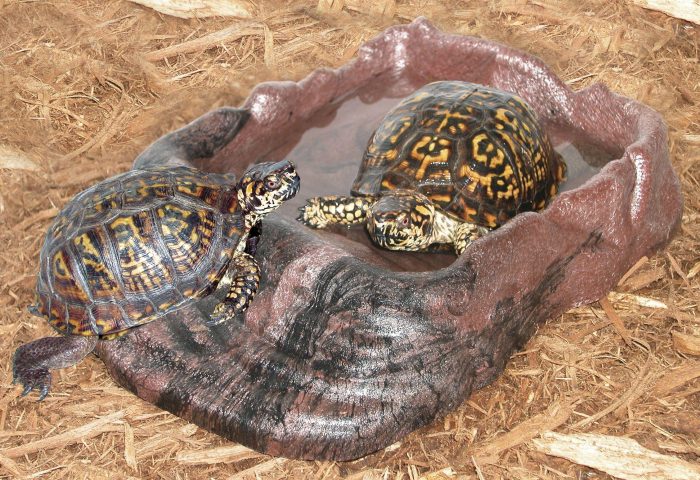 Zoomed Repti Rock  Ramp Bowls